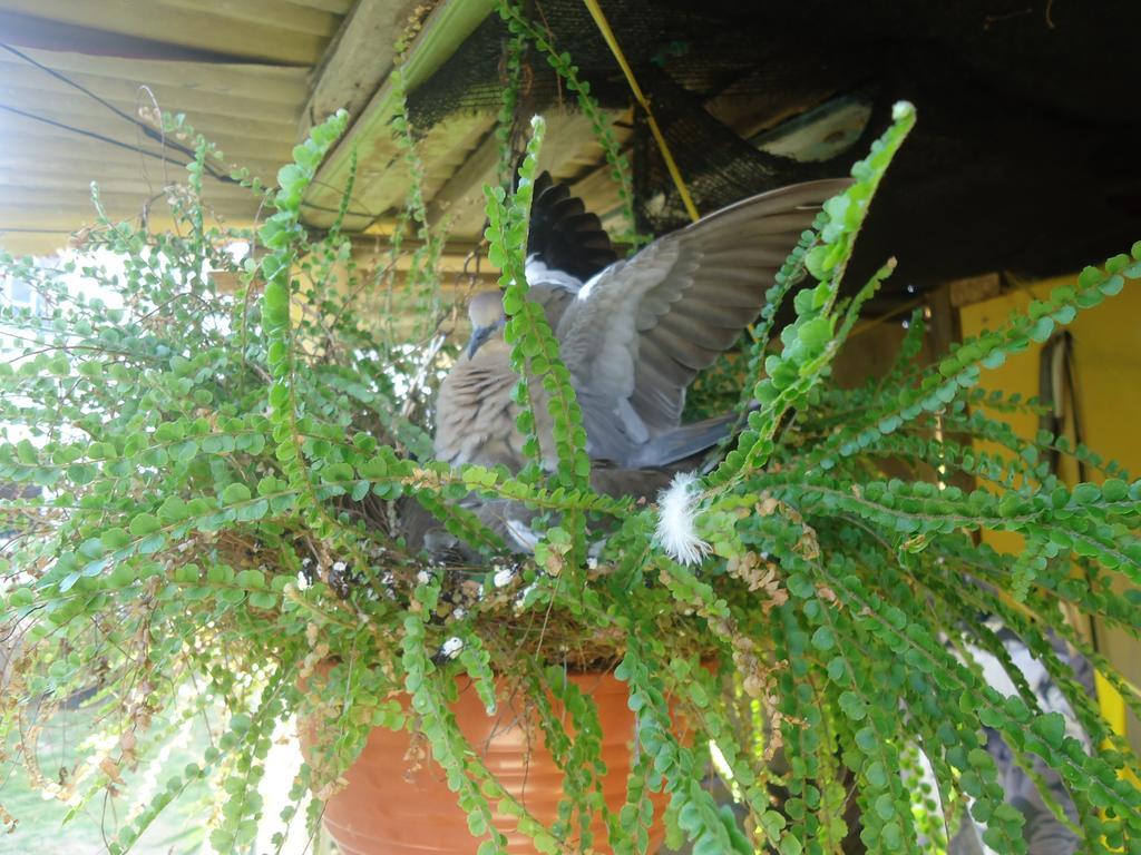 Posada Sunshine Paradise Providencia Island Zewnętrze zdjęcie