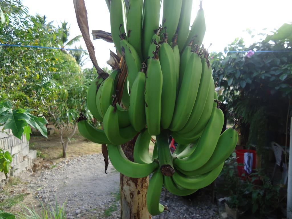 Posada Sunshine Paradise Providencia Island Zewnętrze zdjęcie